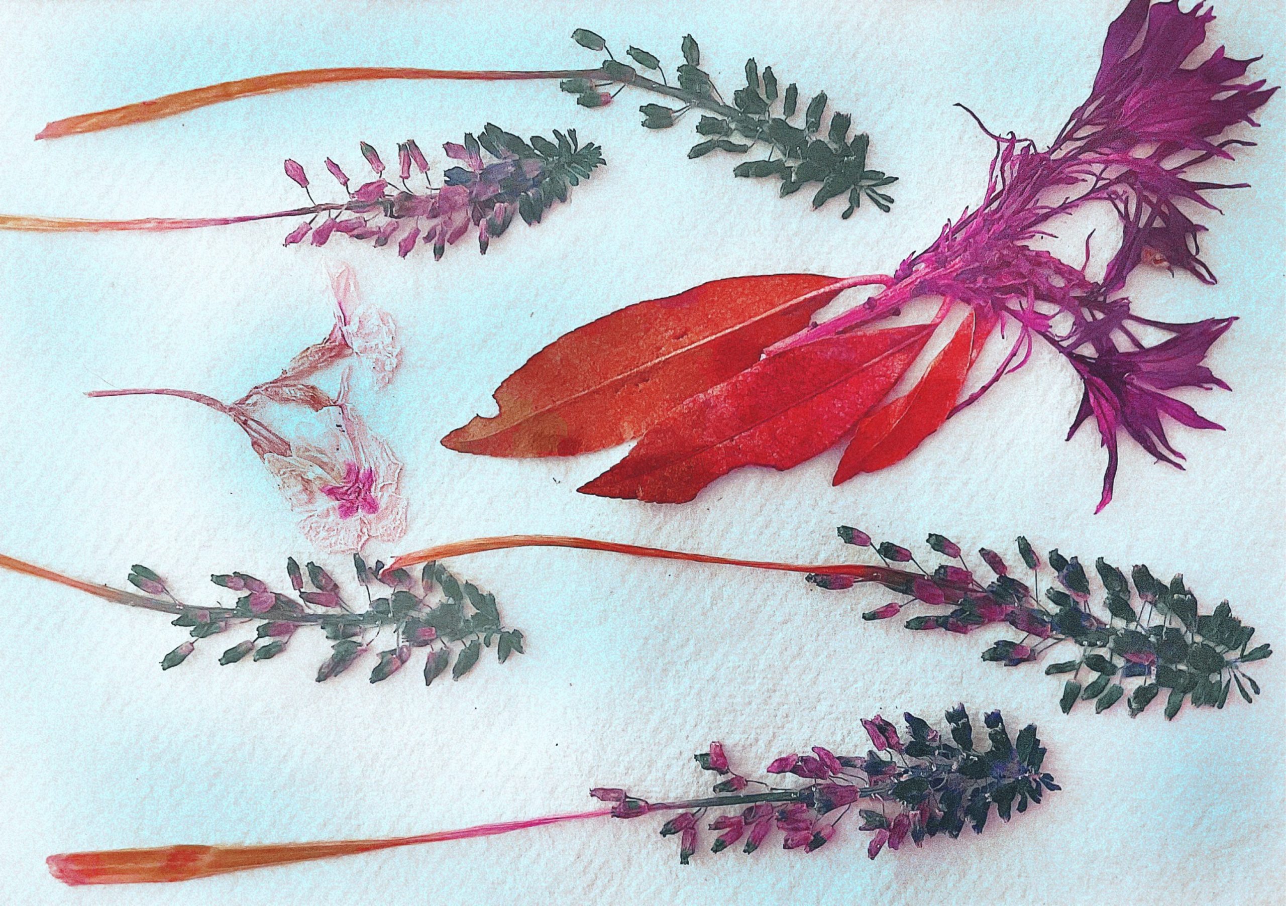 An array of pressed flowers and leaves with rich colours artistically arranged on a textured paper background.