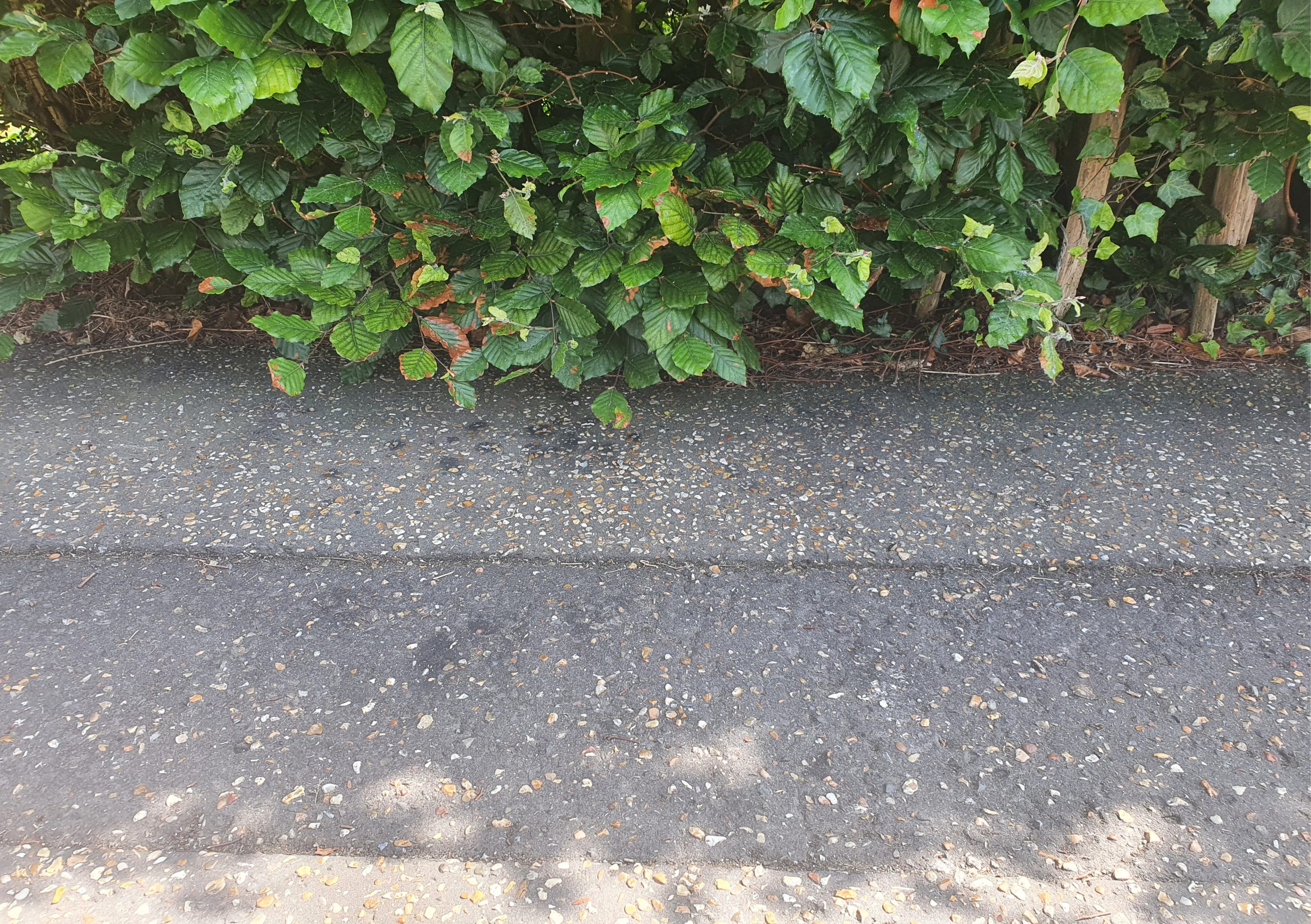 Overhanging green bush with a variety of leaves over a tarmac path with scattered leaves.