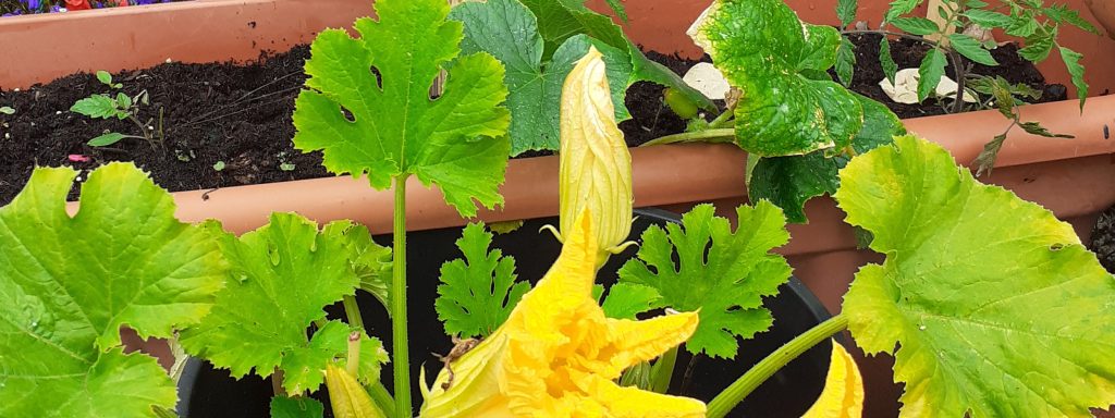 Close-up of courgette plant leaves and flowers with a burgeoning courgette, against a backdrop of potting containers filled with soil.