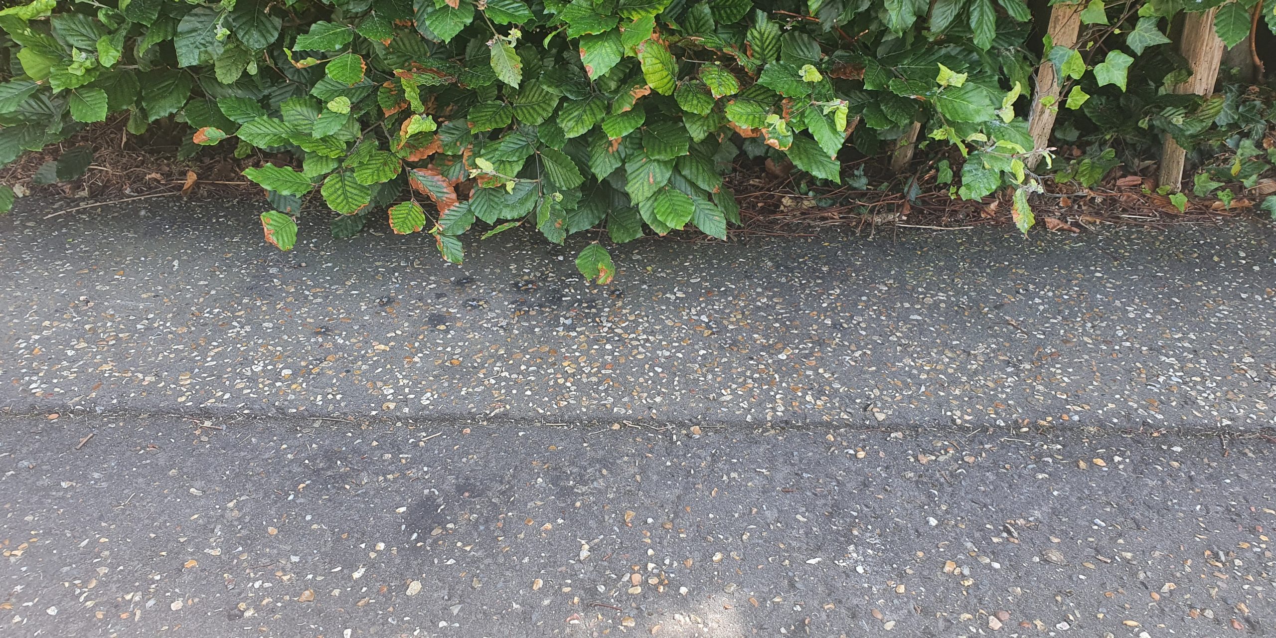 Overhanging green bush with a variety of leaves over a tarmac path with scattered leaves.