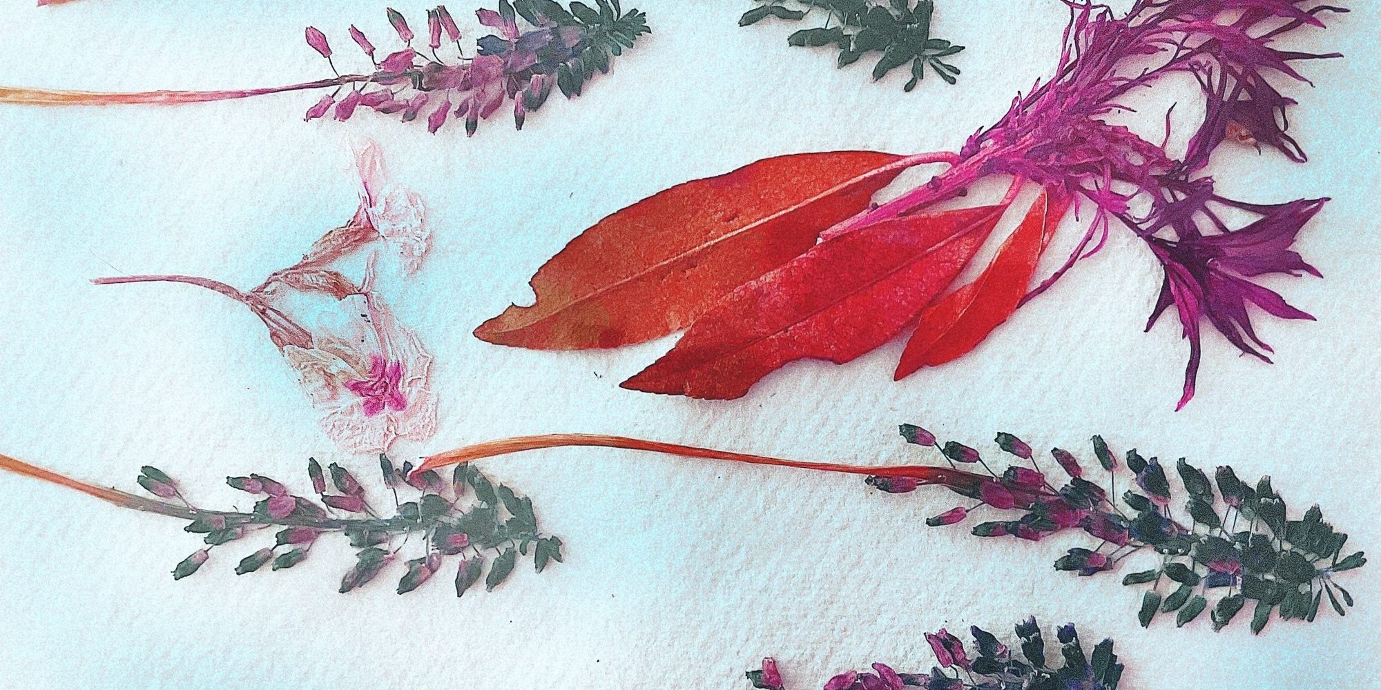 An array of pressed flowers and leaves with rich colours artistically arranged on a textured paper background.